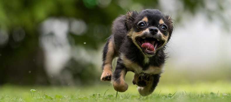 Puppy Training in Pelt door Kwispelheide